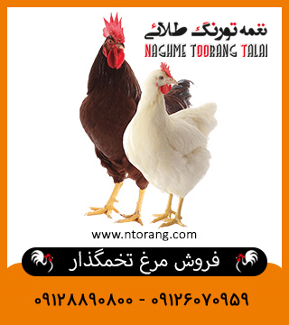 فروش مرغ تخمگذار